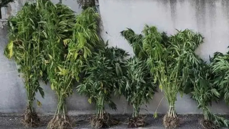 Θεσσαλονίκη: Μία σύλληψη για καλλιέργεια δενδρυλλίων κάνναβης