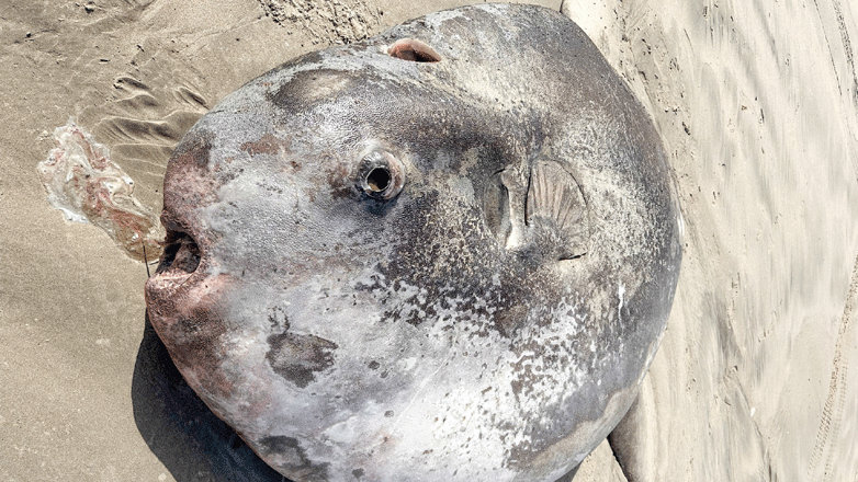 Εκβράστηκε σε παραλία σπάνιο γιγαντιαίο ηλιόψαρο Εκβράστηκε σε παραλία σπάνιο γιγαντιαίο ηλιόψαρο