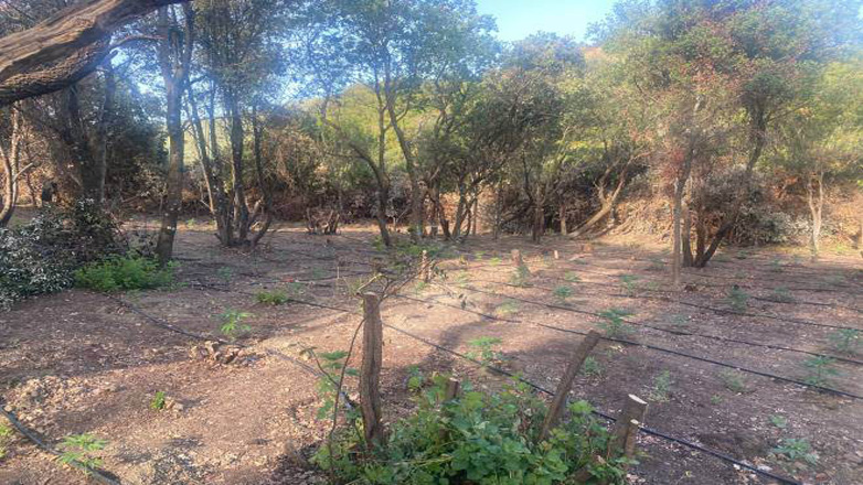 Αιτωλοακαρνανία: Εντοπίστηκαν 855 δενδρύλλια κάνναβης σε ορεινή περιοχή