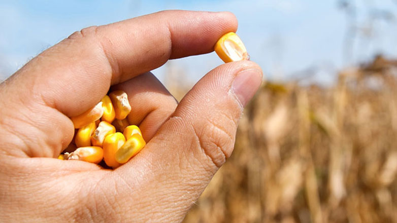 Δράμα: Ταξίδι στην ιστορία των σπόρων από τα προϊστορικά νοικοκυριά μέχρι σήμερα