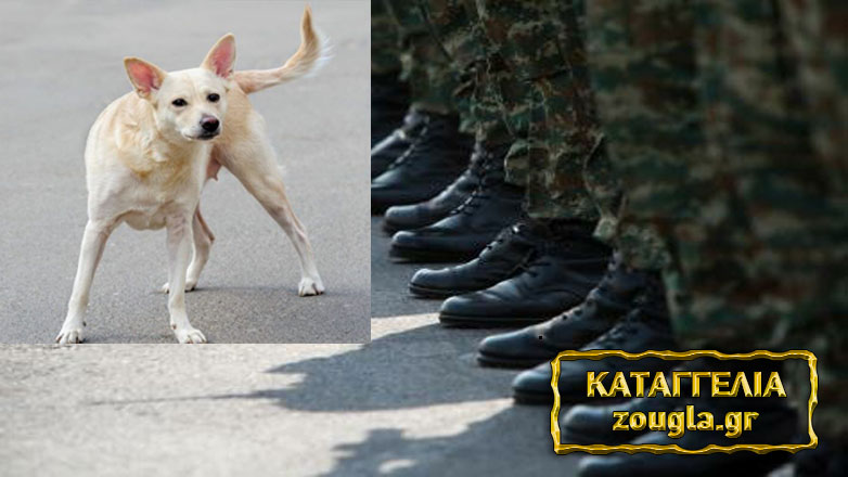 Καταγγελία φιλόζωων στη «Ζούγκλα»: Έδιωξαν με το έτσι θέλω τα αδέσποτα σκυλιά από το στρατόπεδο Αυλώνα