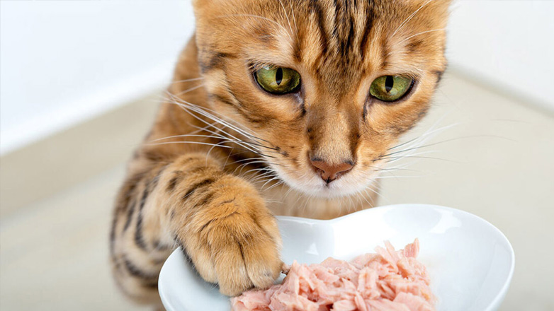 Γιατί δεν πρέπει να δίνεται στη γάτα τόνο σε κονσέρβα