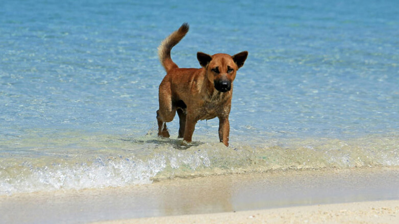 Σκύλος και θάλασσα: Τι να κάνετε με τα τσιμπήματα μέσα στο νερό