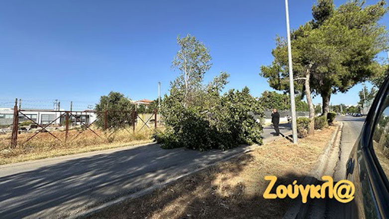 Νέα Ερυθραία: Πτώση δέντρου στην οδό Ερυμάνθου