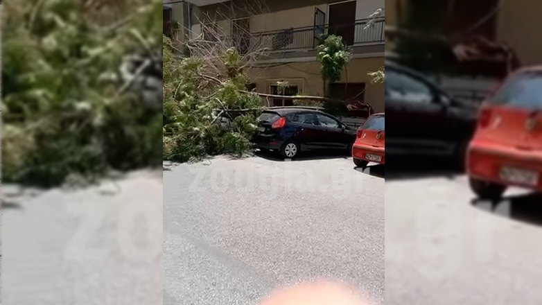 Πτώση δέντρου στον Πειραιά από τους ισχυρούς ανέμους