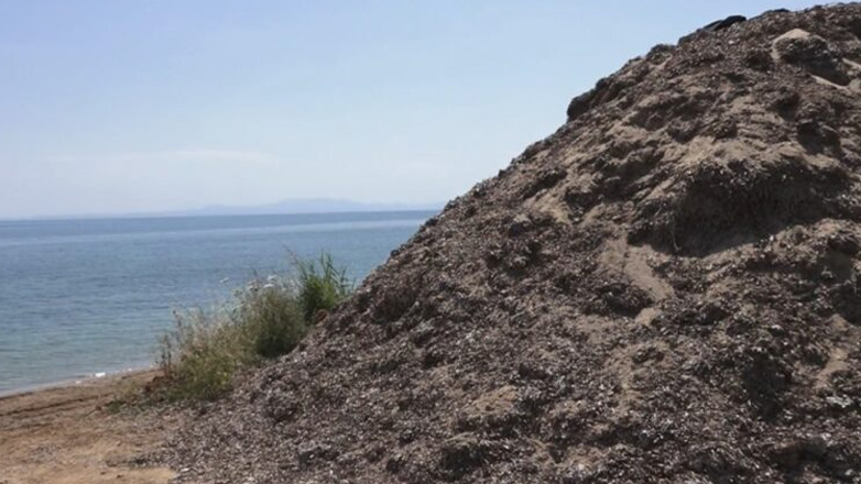 Χαλκιδική: «Βουνά» από φύκια στην παραλία της Ποτίδαιας