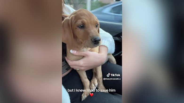 Ρόδος: Αγγλίδα τουρίστρια βρήκε αδέσποτο σκύλο και έκανε τα πάντα για να τον υιοθετήσει