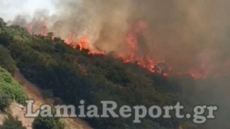 Φωτιά στη Λαμία, στην περιοχή Καμηλόβρυση