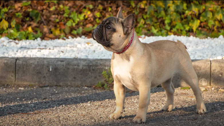 Γαλλικό Μπουλντόγκ και συζήτηση έξω από τα δόντια με τον εκτροφέα και πρόεδρο του ΣΕΕΣΕ Ν. Ρουσίδη