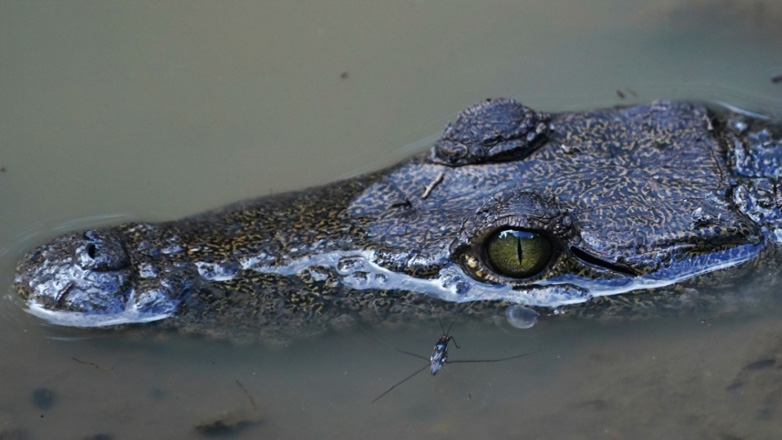 Αυστραλία: Αγνοείται η τύχη 12χρονου που φέρεται να δέχθηκε επίθεση από κροκόδειλο
