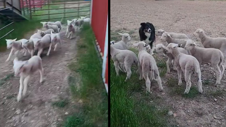 Αρνάκια συναντούν ένα τσοπανόσκυλο