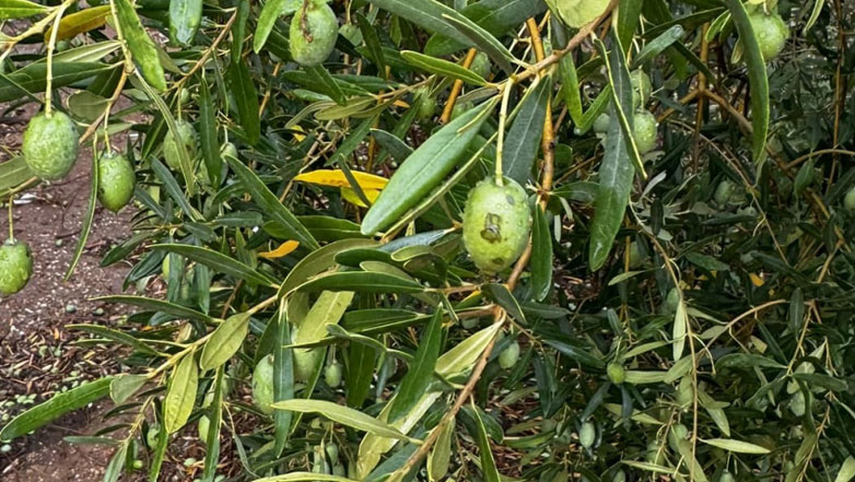 Ζημιές σε ελαιοκαλλιέργειες από τη χαλαζόπτωση στη Χαλκιδική
