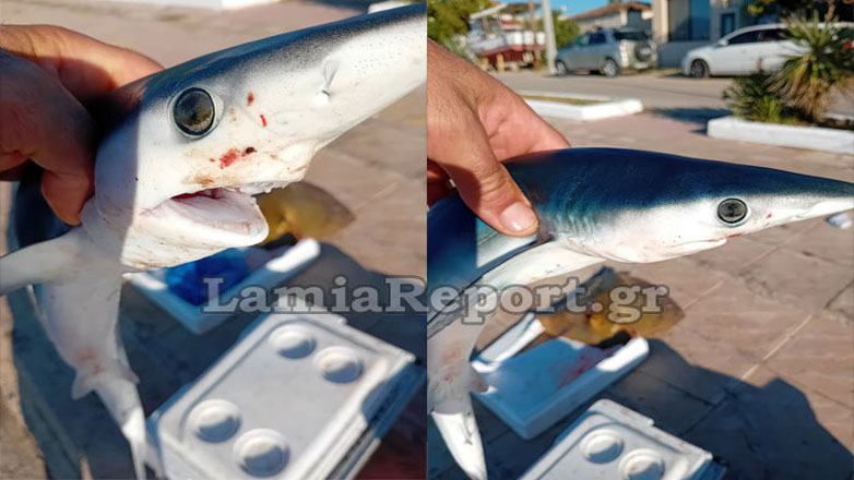 Ψάρεψαν μπλε καρχαρία ανοιχτά της Αγίας Μαρίνας Στυλίδας