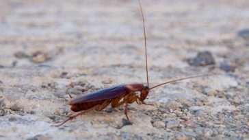 Γέμισε κατσαρίδες η Λάρισα