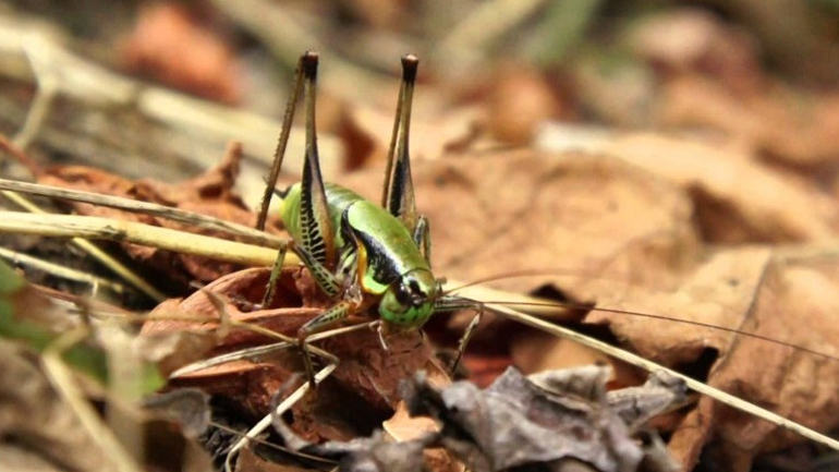 Σμήνη από τριζόνια κατακλύζουν τα Τρίκαλα
