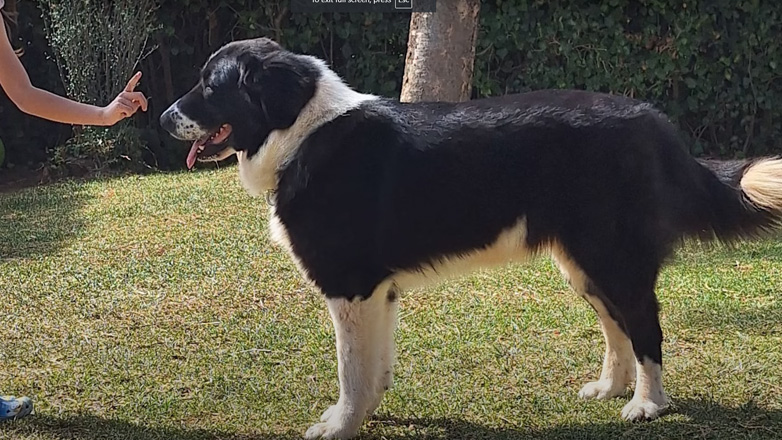 Ελληνικός Ποιμενικός: Tο ακατέργαστο διαμάντι, μαζί μας ο εκτροφέας Αλέξανδρος Βλάχος