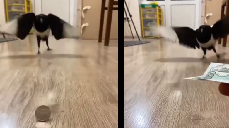 Φιλοχρήματη καρακάξα