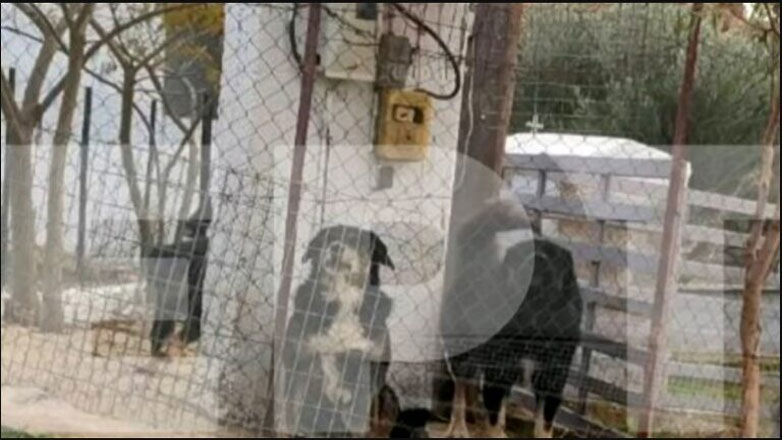 Σε δίκη παραπέμπεται ο ιδιοκτήτης των σκύλων που κατασπάραξαν 50χρονη στη Νεοχωρούδα Θεσσαλονίκης