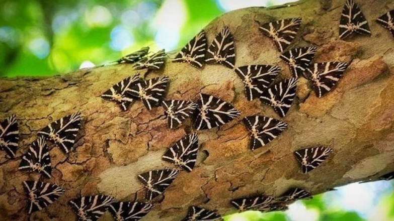 Σύστημα ανίχνευσης καπνού εγκαθίσταται στην Kοιλάδα των Πεταλούδων στη Ρόδο