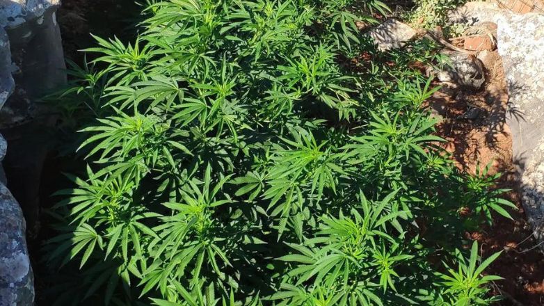 Εντοπίστηκαν φυτείες κάνναβης στο Ρέθυμνο