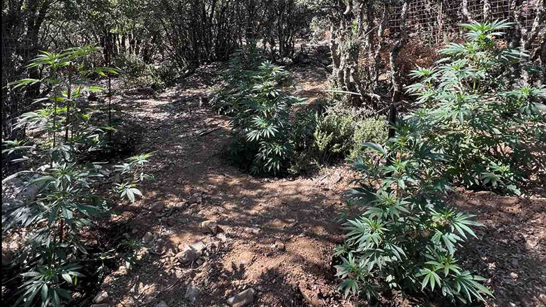 Πέντε χασισοφυτείες βρήκαν οι αρχές στο Ρέθυμνο