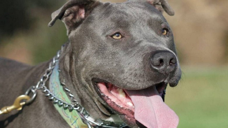 Δίωξη και πρόστιμο 31.300 ευρώ σε ιδιοκτήτη πίτμπουλ που πέθανε από ασιτία στη Θεσσαλονίκη