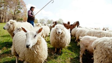 Συναγερμός για τα κρούσματα πανώλης – Χιλιάδες ζώα θανατώθηκαν