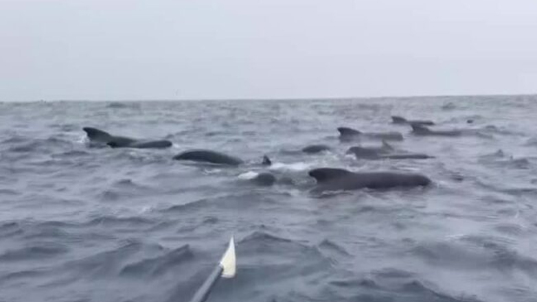 Κωπηλάτης περικυκλώνεται από εκατοντάδες φάλαινες στον Ατλαντικό – Δείτε βίντεο