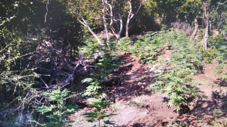 Εντόπισαν 634 δενδρύλλια κάνναβης στη Λαμία
