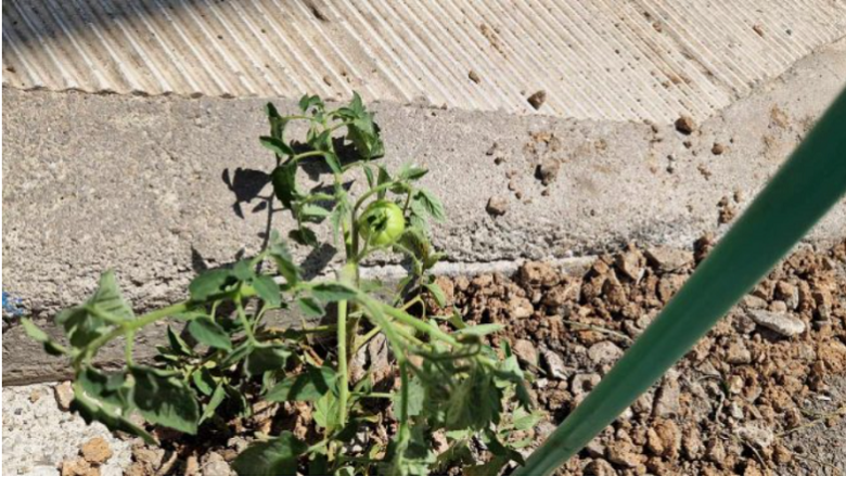 «Μη μου την ντοματιά τάραττε» – Η παράξενη ταμπέλα στην Κοζάνη «Μη μου την ντοματιά τάραττε» – Η παράξενη ταμπέλα στην Κοζάνη