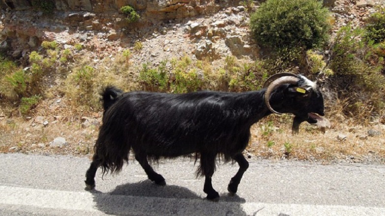 Εισβολή τράγου σε αυτοκίνητο τουριστών – Δείτε το απίστευτο βίντεο από την Κρήτη