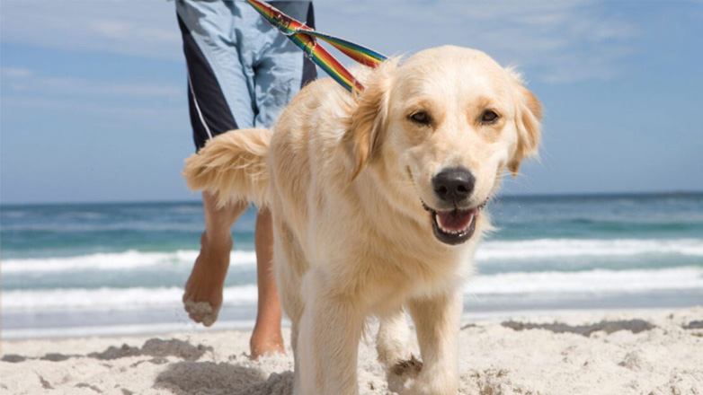 Σκύλος: Ποια είναι η κατάλληλη ώρα για να τον βγάζετε βόλτα το καλοκαίρι