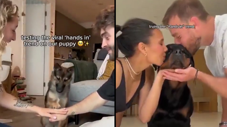 Δοκιμάζοντας το «Hands In» με τους σκύλους