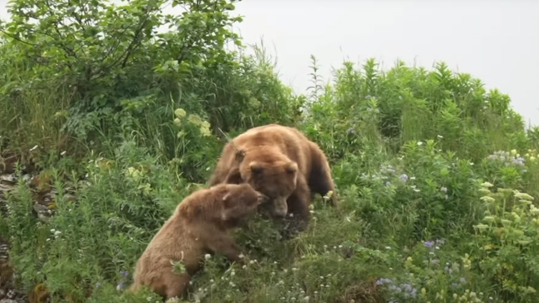 Μαμά αρκούδα προστατεύει τα μωρά της