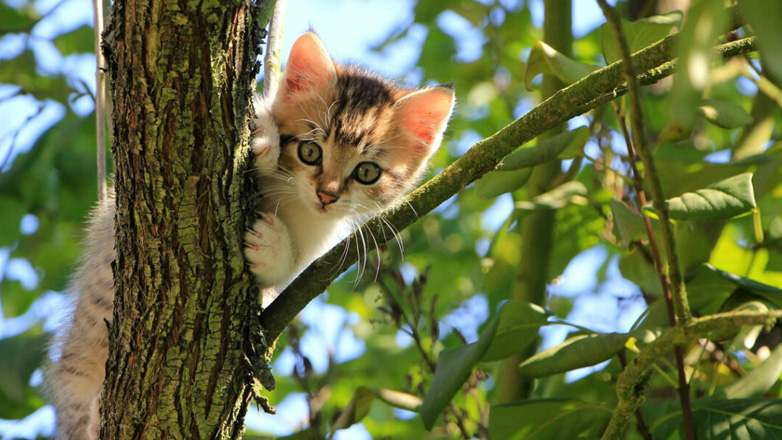 Γάτες: Ζεσταίνονται το καλοκαίρι;