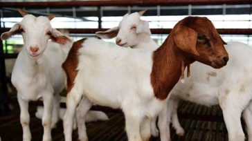 «Εισαγόμενη» από τη Ρουμανία η πανώλη στα αιγοπρόβατα