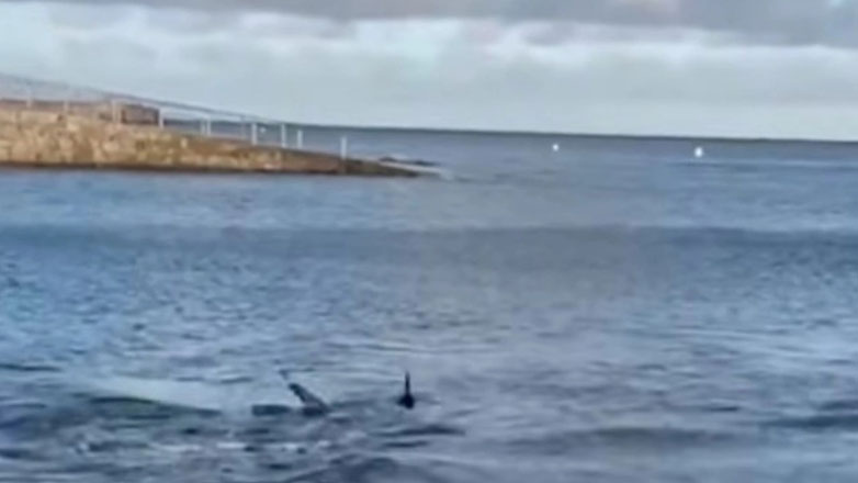 Καρχαρίας εμφανίστηκε σε παραλία στα Κανάρια νησιά της Ισπανίας – Τρέχουν ουρλιάζοντας οι λουόμενοι
