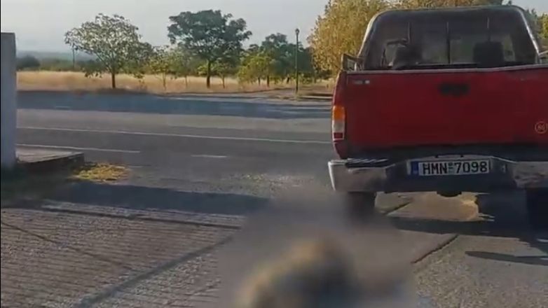 Ημαθία: Συνελήφθη ο άνδρας που έδεσε κι έσερνε το σκύλο του με το αμάξι – Υιοθετούσε ζώα και τα κακοποιούσε