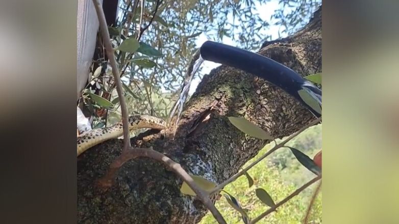Άνδρας έδωσε νερό σε διψασμένο φίδι και έγινε viral