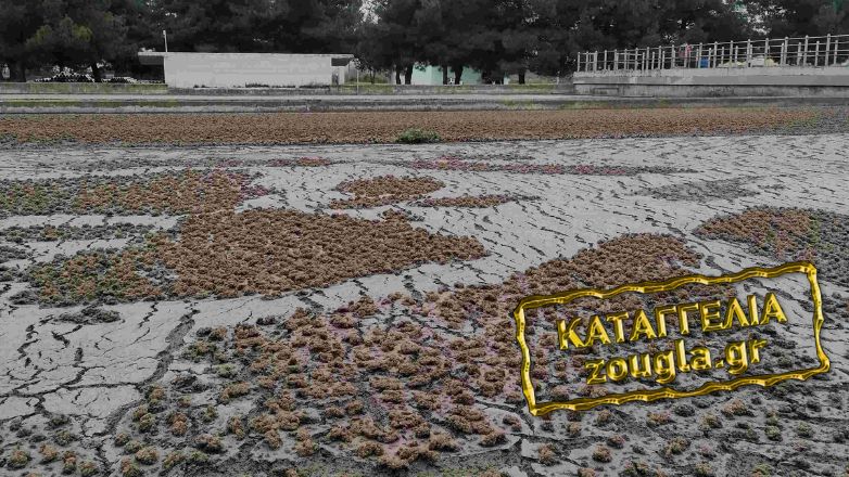 Υγειονομικός συναγερμός στην Βέροια από τον βιολογικό καθαρισμό