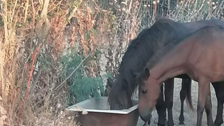 Εντείνεται η αγωνιώδης προσπάθεια για τη διάσωση των αλόγων στο Δέλτα του Έβρου