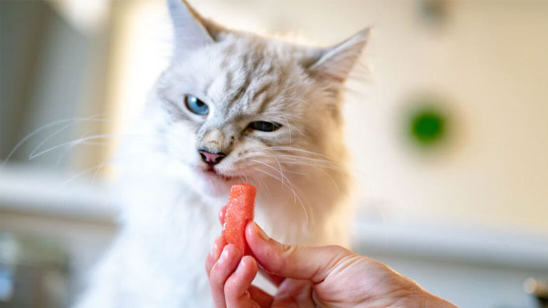 Κατεψυγμένες λιχουδιές από κατσικίσιο γάλα για τη γάτα σας