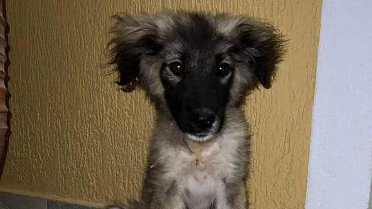 Xαρίζεται η υπέροχη κουταβίτσα της φωτογραφίας – Είναι 3,5 μηνών