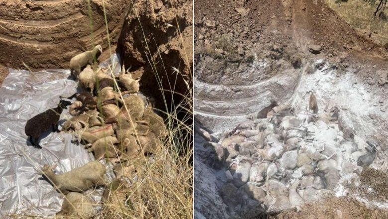 «Ξηλώνουν» όσους έθαψαν ζωντανό το κοπάδι με την πανώλη