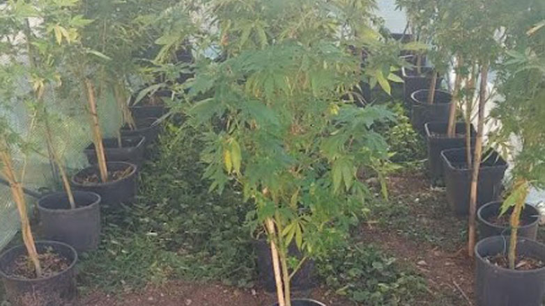 Φυτεία με 958 δενδρύλλια κάνναβης εντοπίστηκε σε δύσβατη περιοχή της Κοζάνης