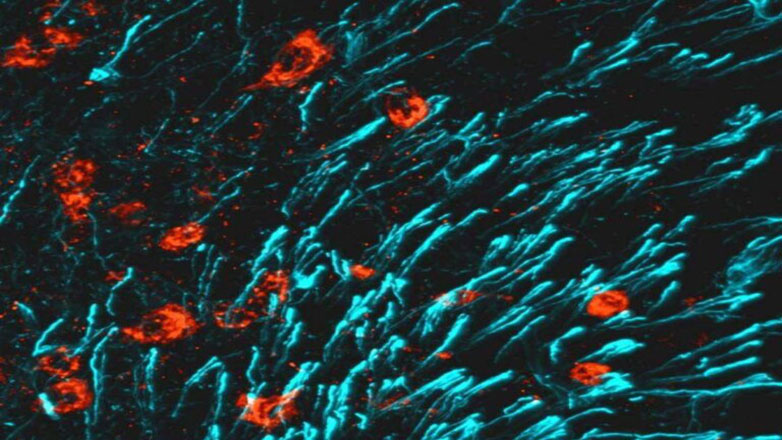 Επιστήμονες ανακάλυψαν μια νέα ορμόνη που ισχυροποιεί τα οστά