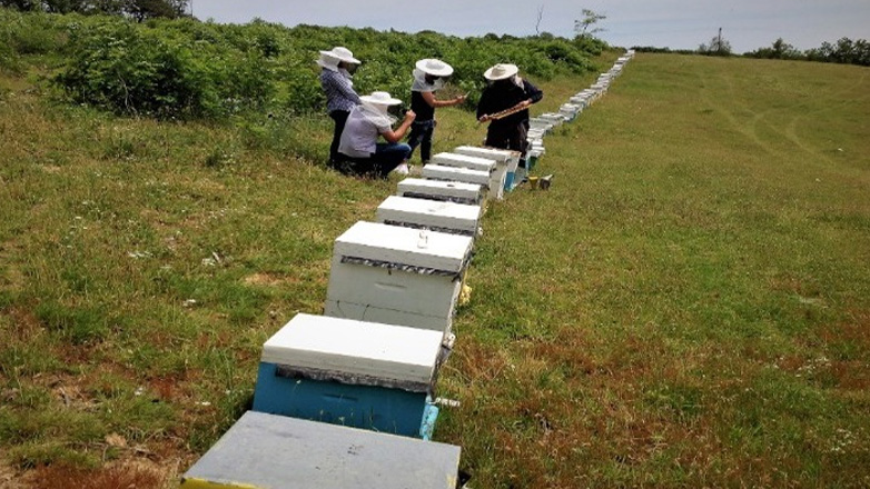 Κερδίζει έδαφος η βιολογική μελισσοκομία