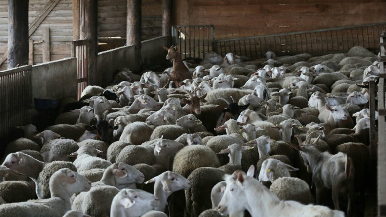 Κρούσμα πανώλης των μικρών μηρυκαστικών σε κτηνοτροφική μονάδα στην ορεινή Κορινθία