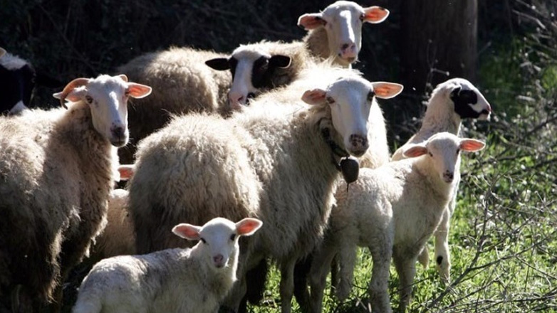 Κόρινθος: Eντοπισμός κρούσματος πανώλης σε κτηνοτροφική μονάδα – Λαμβάνονται μέτρα