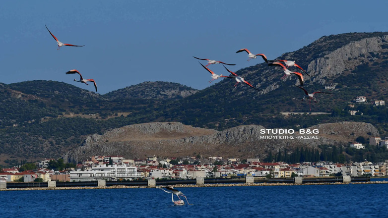 Χαμηλές πτήσεις εξωτικών φλαμίνγκο πάνω από το Ναύπλιο